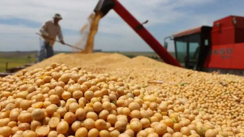 Proyectan cosecha récord de 154,8 millones de toneladas para la campaña 2025/26