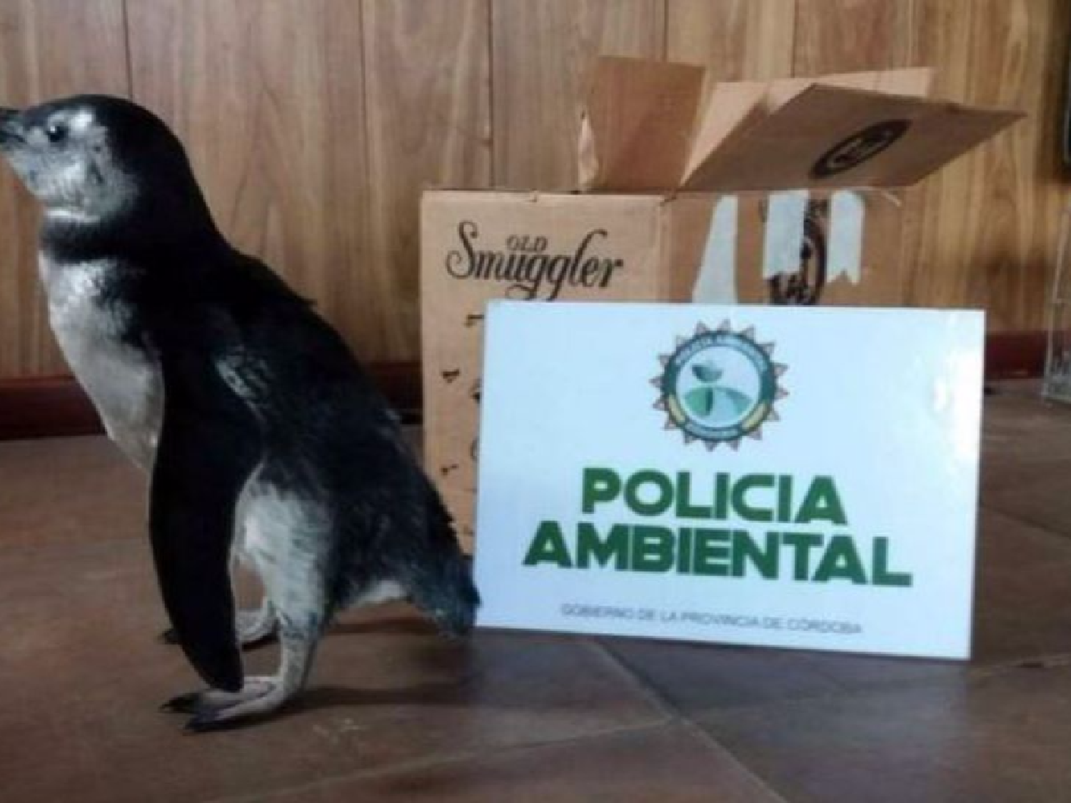 Mascotas exóticas prohibidas por ley