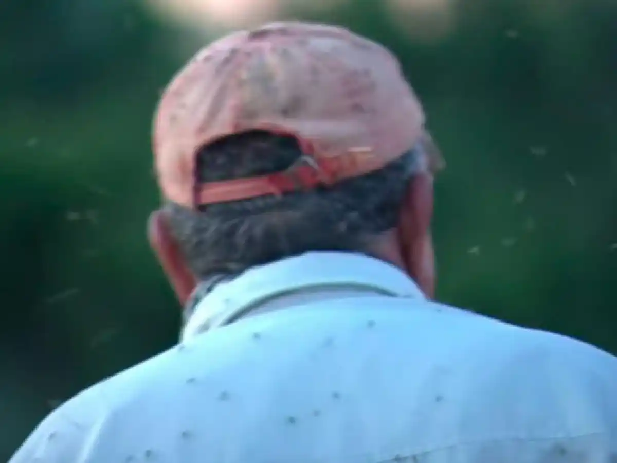 Invadidos por los mosquitos: siguen muriendo animales en La Rinconada