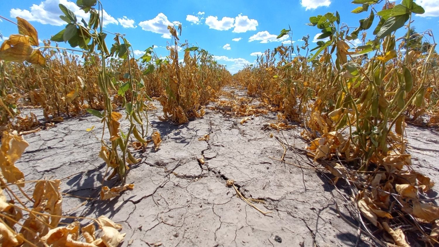 La Provincia declaró la emergencia agropecuaria en cuatro departamentos del norte de Santa Fe por la sequía