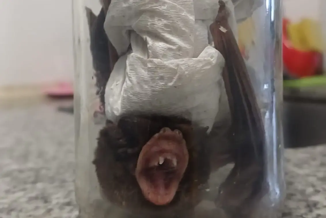 Detectaron otro murciélago con rabia