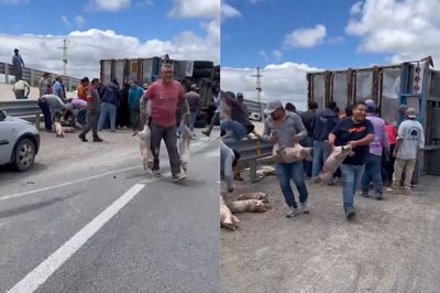 Impactante: vecinos saquearon un camión cargado de cerdos que volcó en una ruta de México