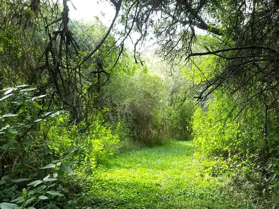 Avanza el plan local para proteger los pastizales y la biodiversidad de Gualeguaychú