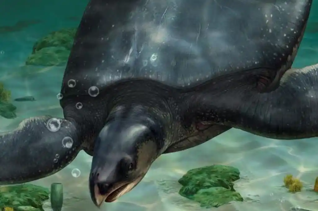 Descubren una tortuga marina prehistórica del tamaño de un Mini Cooper