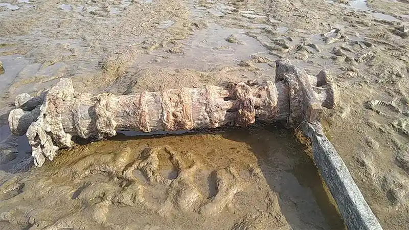 Bajante del Paraná: Hallan parte de antigua embarcación en Vuelta de Obligado