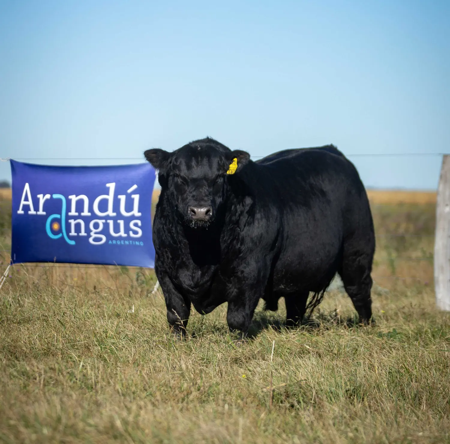 Arandú se sube a su propio ring de ventas por primera vez