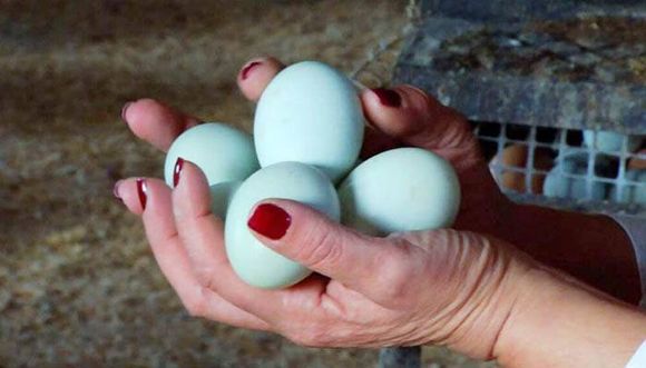 Los  huevos también pueden ser azules y verdes según la raza de la gallina