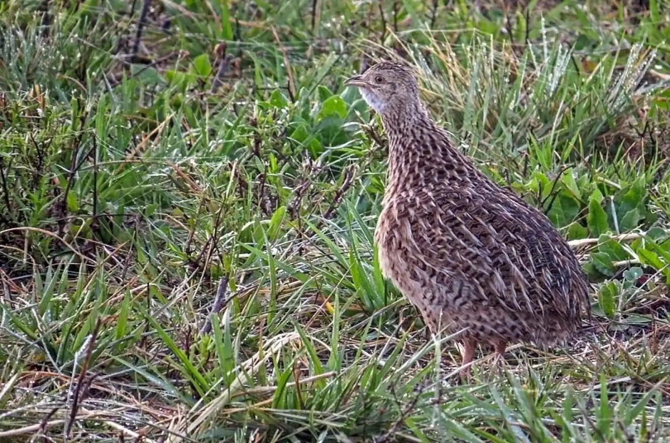 La Justicia prohibió la caza menor en Entre Ríos