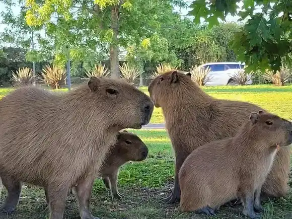 Nordelta: trasladarán a 70 carpinchos a una isla tras la muerte de 43 ejemplares
