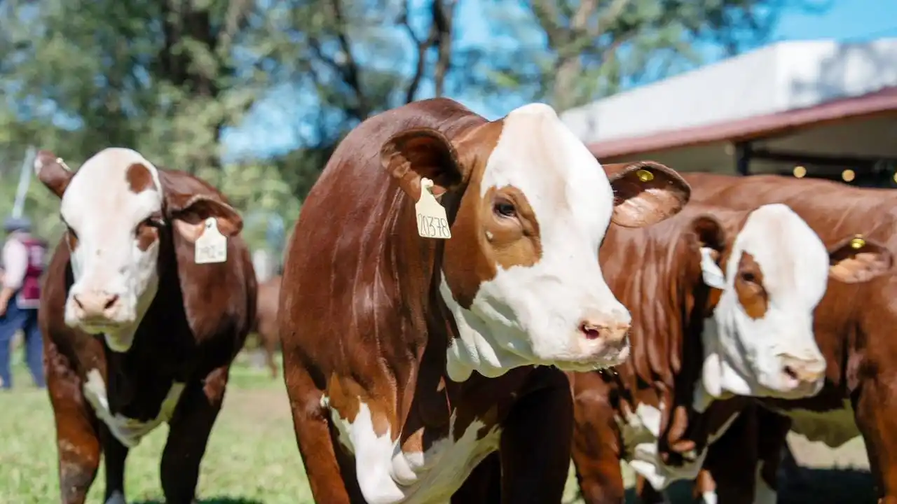 Nuevos pasos obligatorios dispuestos por SENASA para el movimiento de hacienda