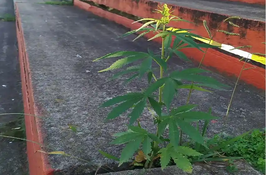 Tras dos meses sin fútbol, en una cancha del ascenso ¿creció una planta marihuana?