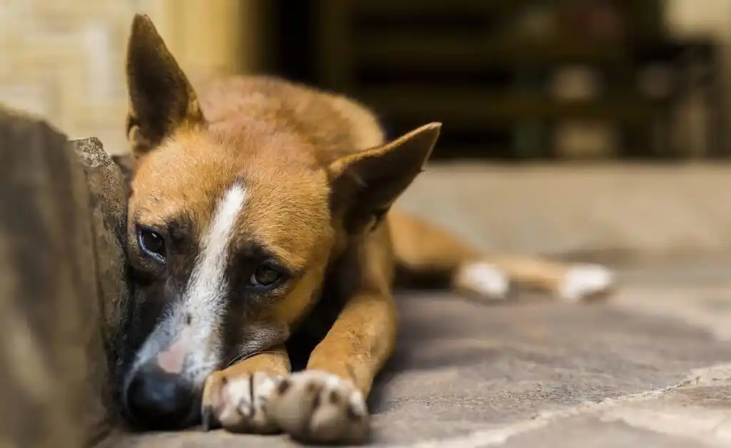 Francia, “campeona de Europa” en el abandono de mascotas