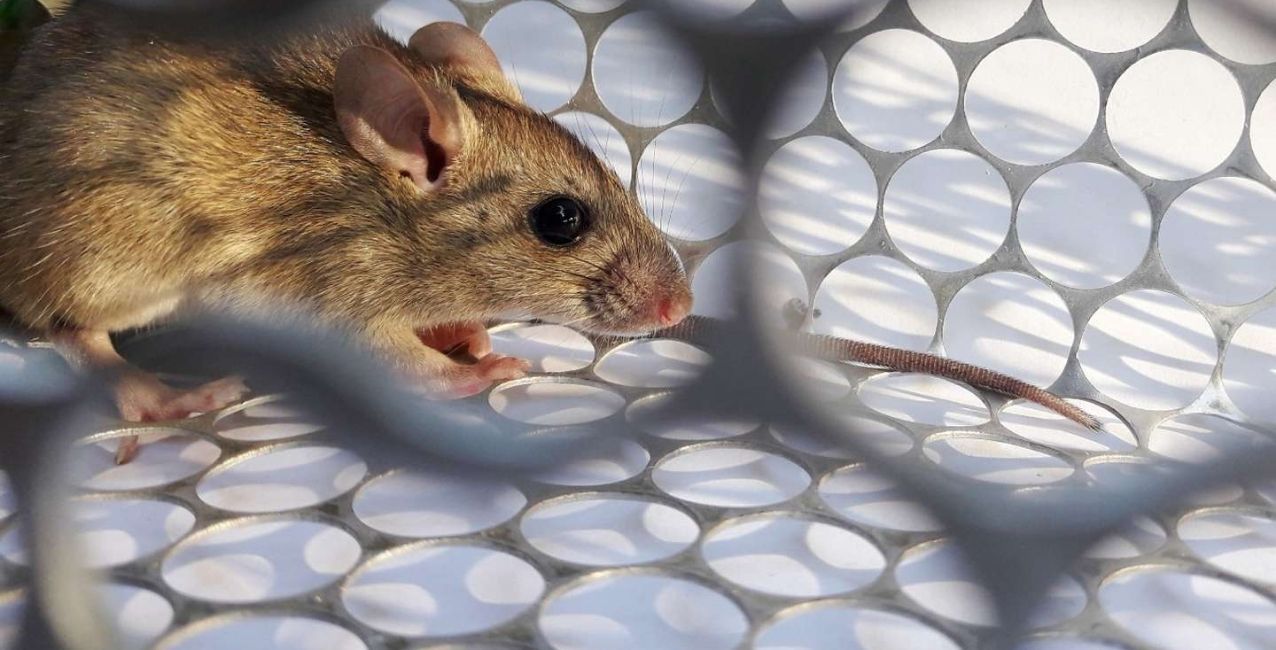 Hantavirus en Santa Fe: confirmaron la muerte de un joven oriundo de Florencia