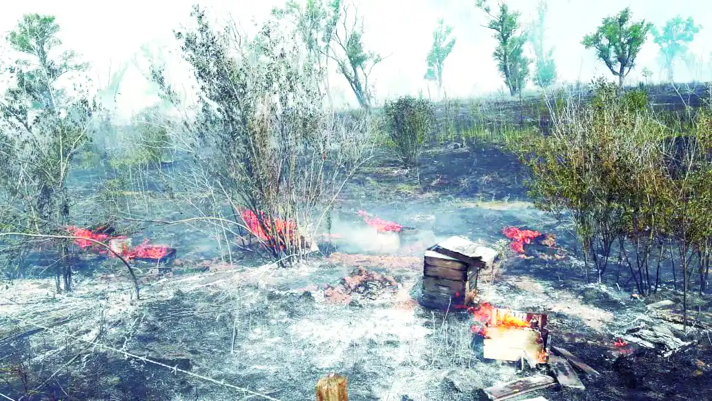El solitario dolor de los que pierden centenares de colmenas bajo el fuego