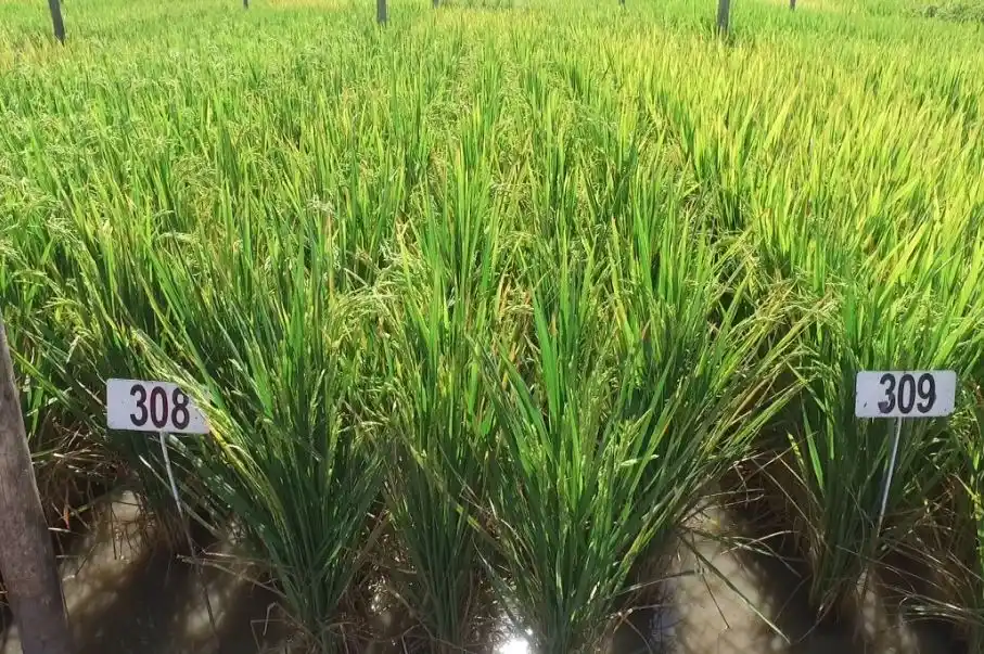 Cae la siembra de arroz en Entre Ríos por la baja rentabilidad: será un 13% menor que en 2024