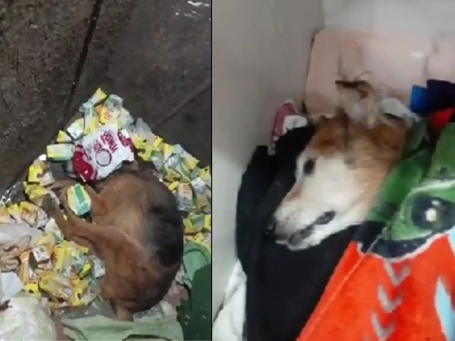 Manuela como fue encontrada en la basura y luego de ser rescatada. Foto: Captura