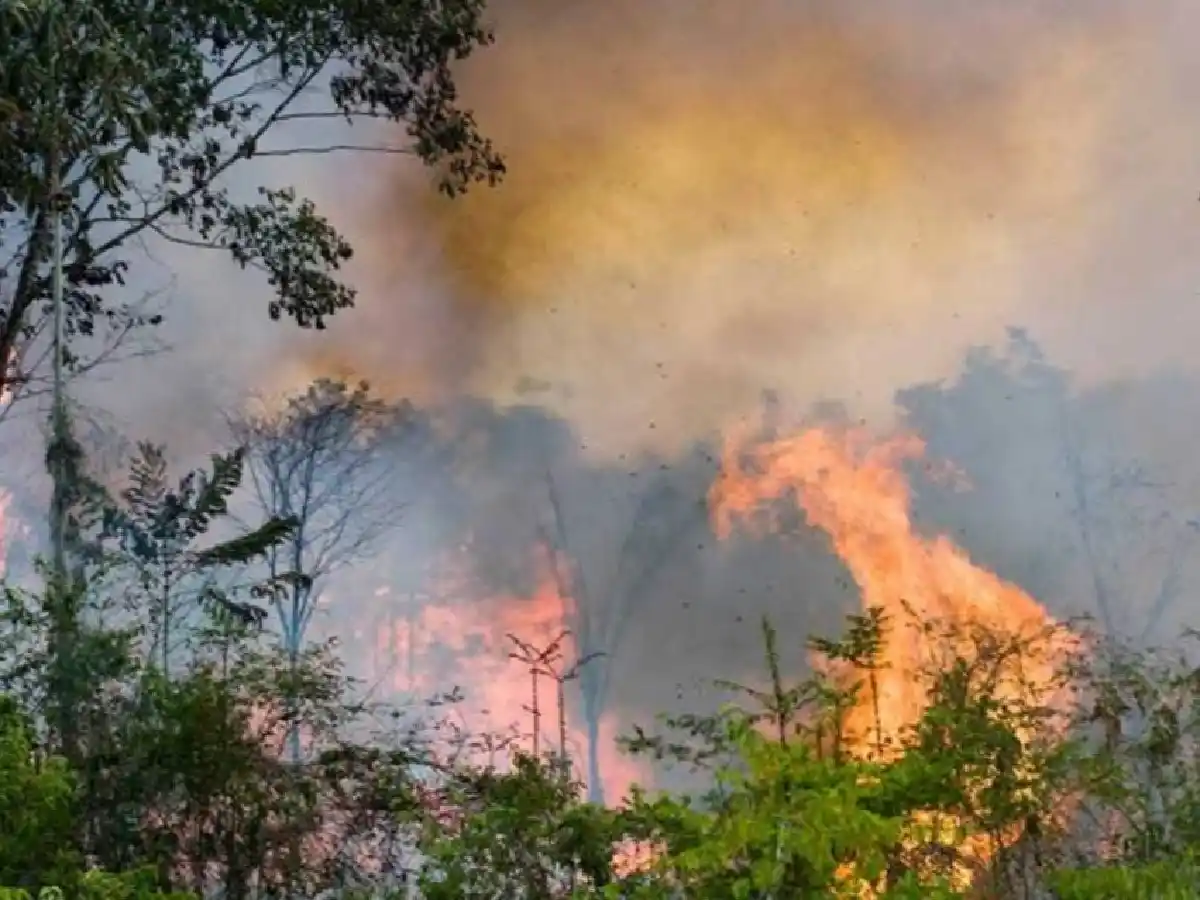 Califican al incendio como "la mayor catástrofe ecológica"