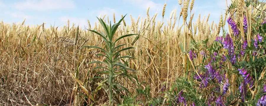 Herbicidas biológicos: una buena idea