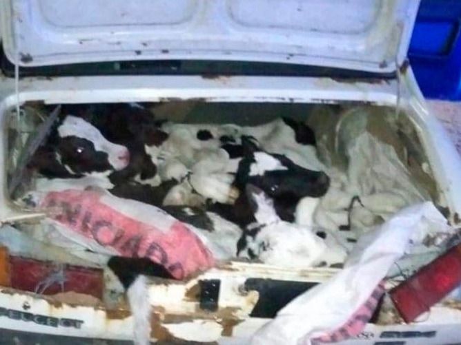 Llevaban ocho terneros escondidos en el baúl y el asiento de un Peugeot 504