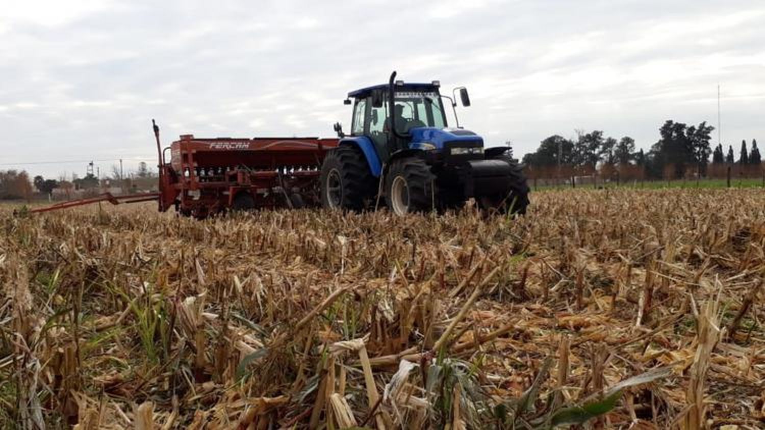 Cae la producción de trigo en Gualeguay