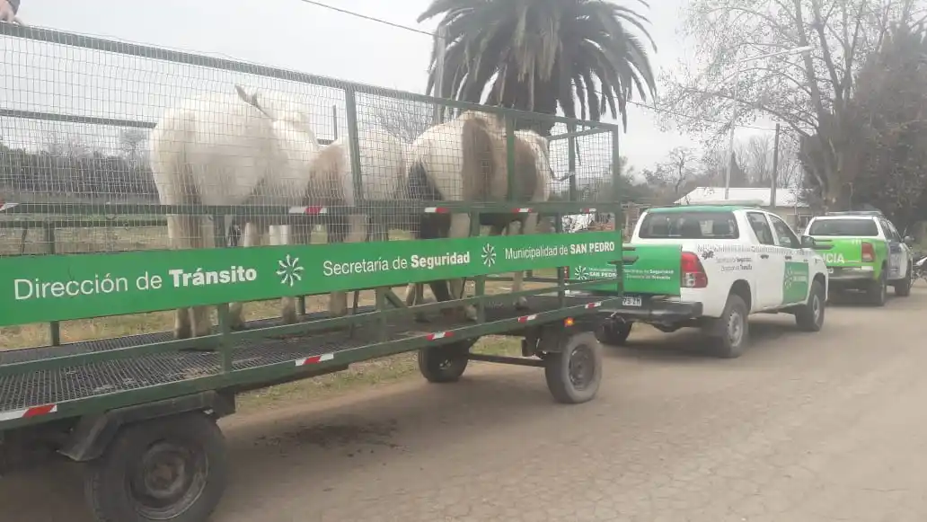 Caballo arrastró a un trabajador municipal en operativo en Santa Lucía: sufrió una fractura en una pierna