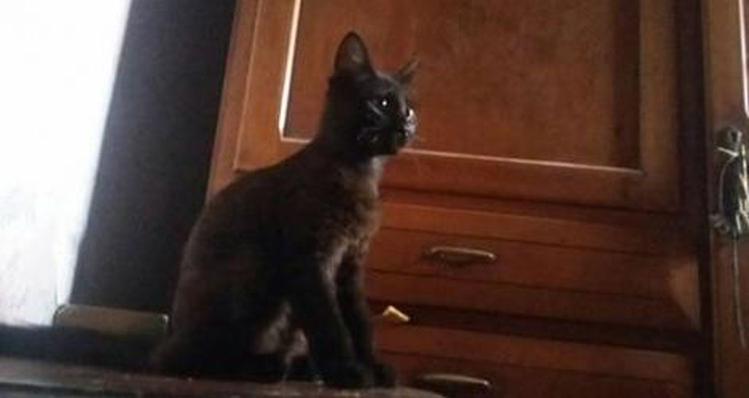 Buscan a Binx