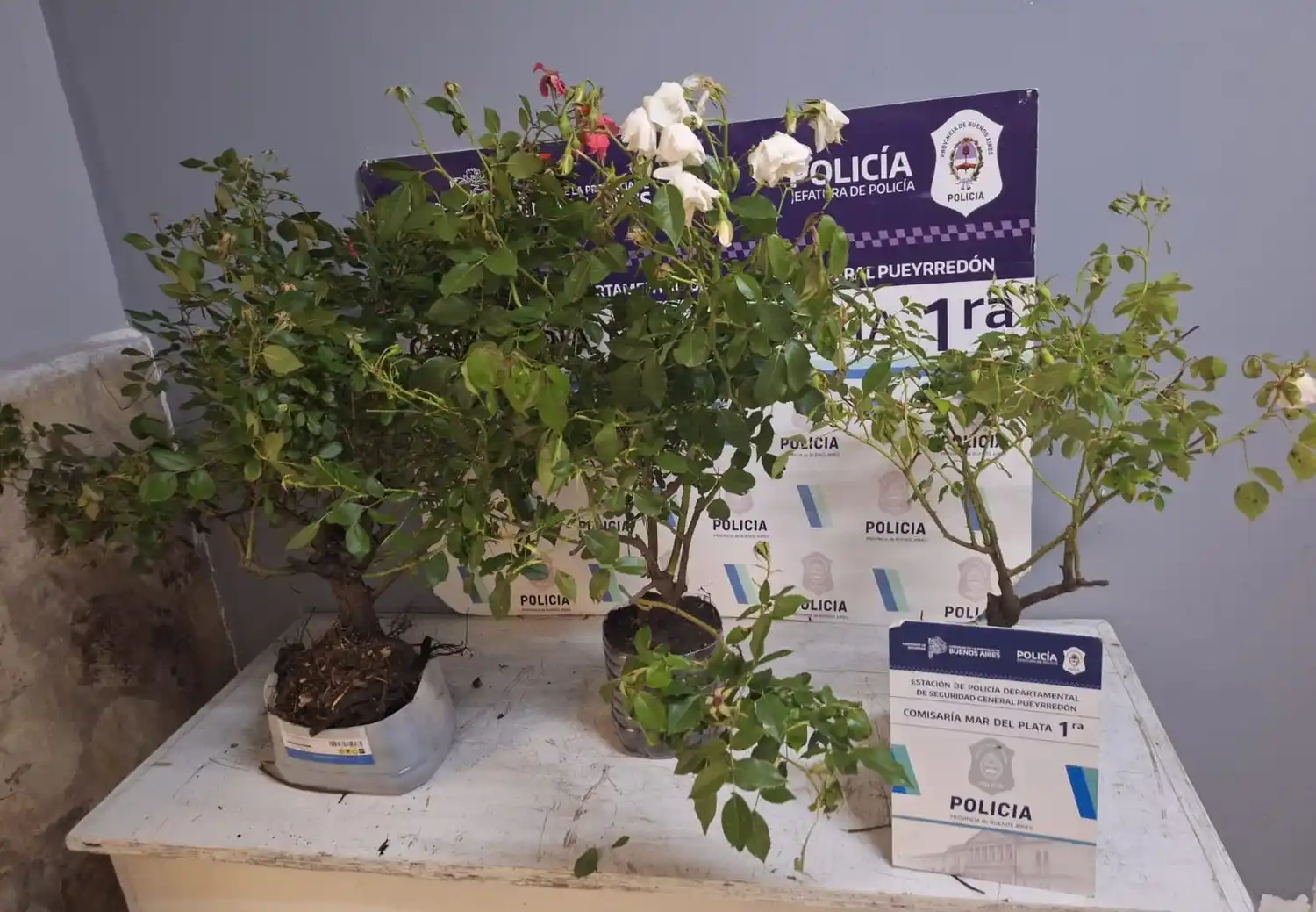 Los malvivientes despojaron a la Plaza San Martín de buena parte de sus adornos florales.