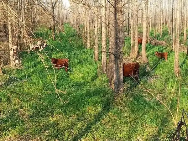 José Luis Peter: “Las islas tienen una serie de beneficios para la ganadería”