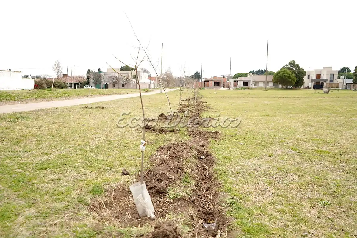 Forestación. El domingo se plantarán siete especies vegetales nativas
