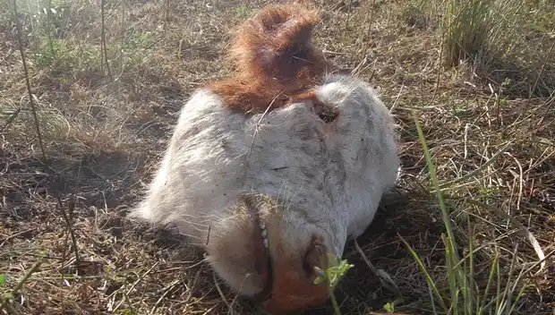 Carnearon un ternero y una chancha en campo de Rincón del Gato