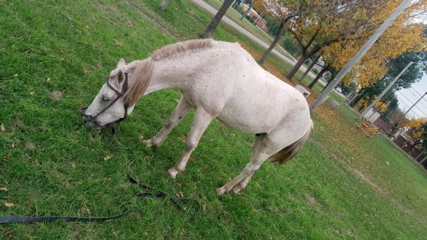 Caballo extraviado en Gobernador Castro
