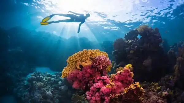 Peligro en el agua: descubren células cancerígenas en el mar