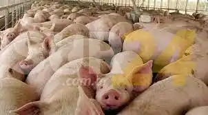 Foco de triquinosis en Villa Cañás alarma a la región