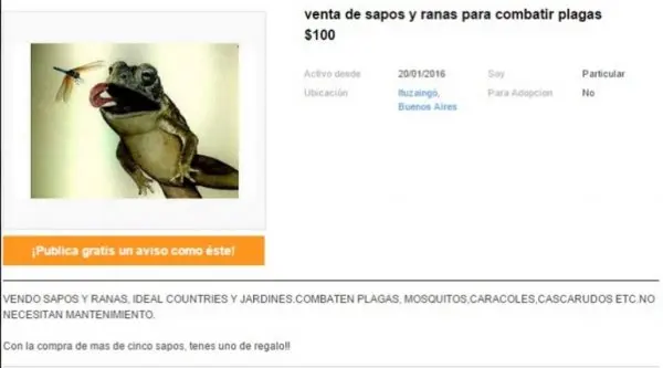 Venden sapos por Internet para combatir el dengue