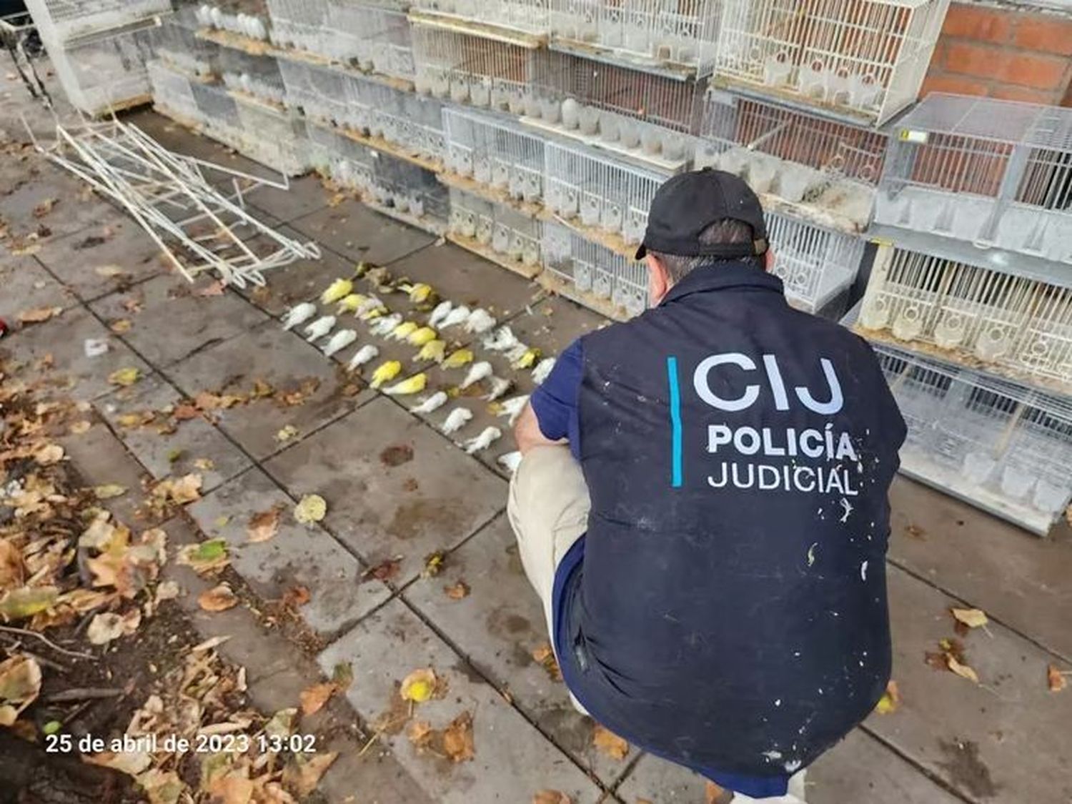 Rescataron a 17 perros y hallaron 58 canarios muertos por inanición en jaulas