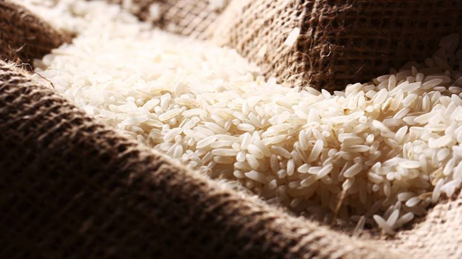 Científicos del Conicet descubren un arroz con 30% más proteínas