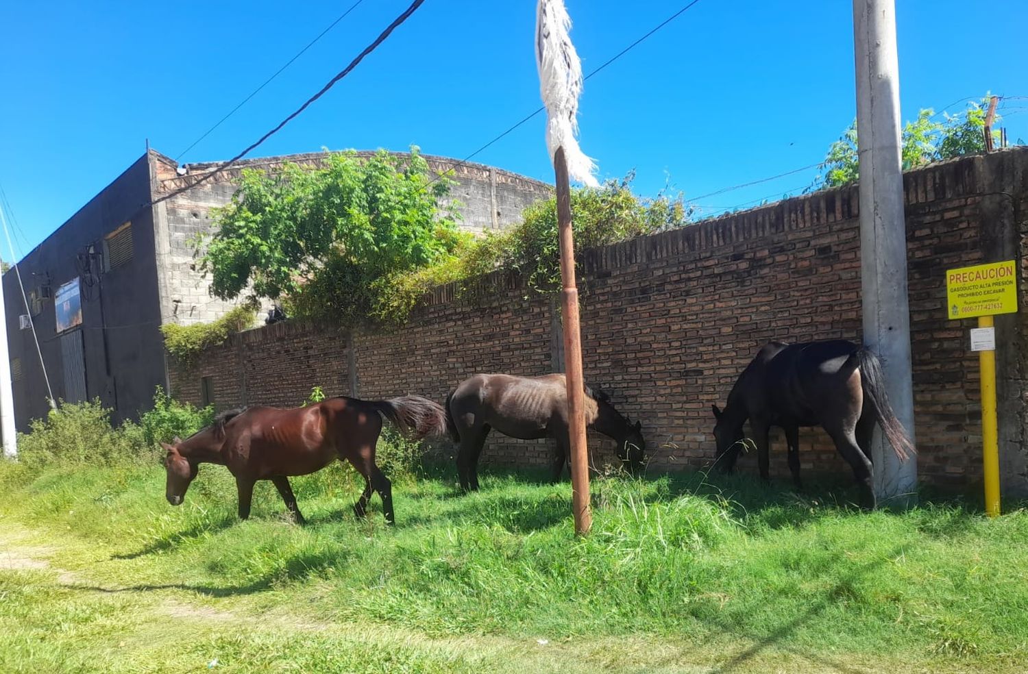 Aclararon los alcances del proyecto de Ordenanza de Prohibición de Animales Sueltos en la Vía Pública