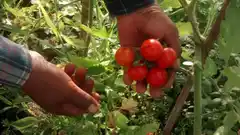 Creció la producción orgánica exponencialmente desde la década del 90