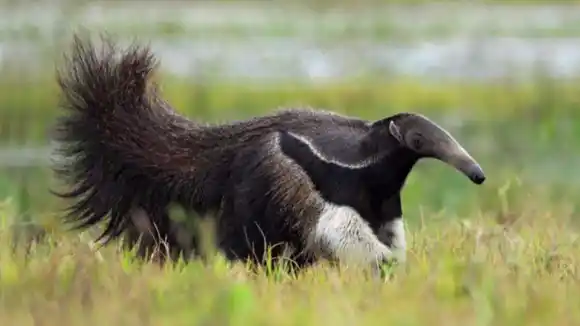 Preso hombre que mató un oso hormiguero en Valle del Cauca