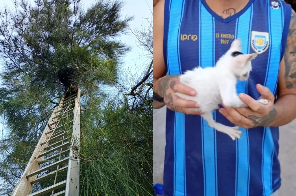 Un gatito quedó atrapado en la copa de un pino a siete metros de altura y tuvo que ser rescatado por Bomberos