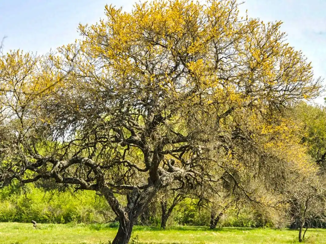 Llevarán a cabo una jornada de concientización por el Día del Árbol Entrerriano en el Mercado Munilla