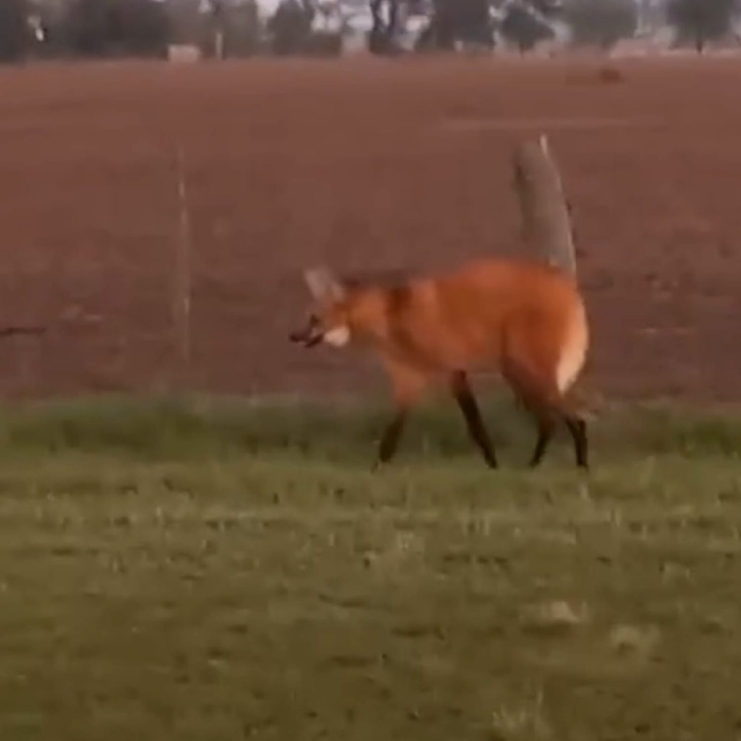 La especie se encuentra en peligro de extinción y es una rareza verlo por esta zona de Santa Fe.