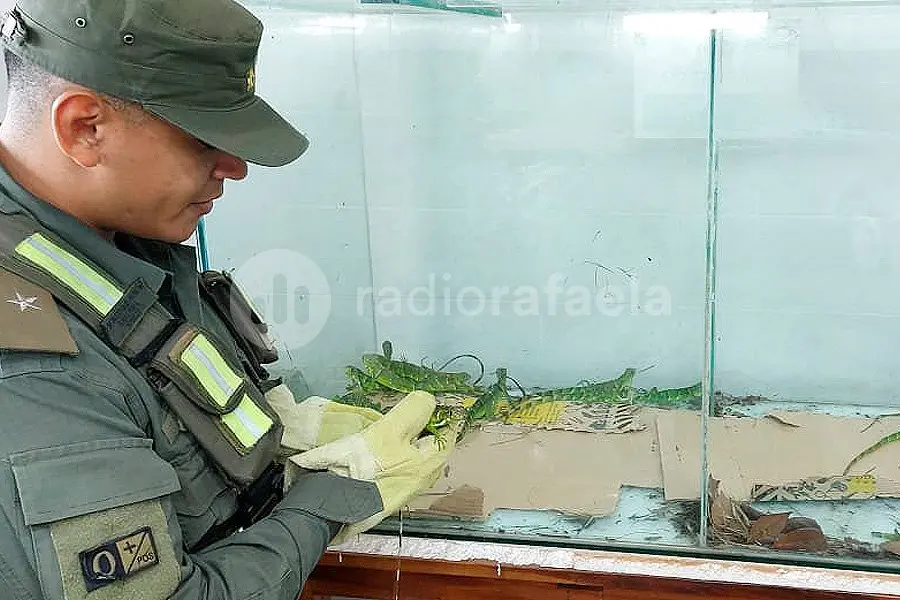 Gendarmes revisaron un colectivo y encontraron un montón de animales exóticos en la cabina del conductor