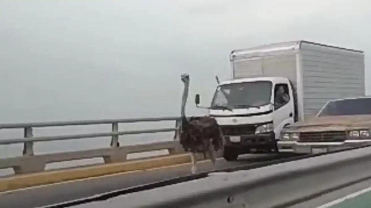 NO ES JUMANJI, es el Puente sobre el Lago: avestruces  causan revuelo en Maracaibo