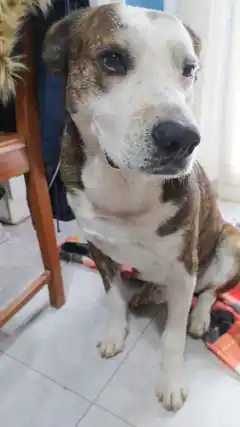 Envenenaron a un perro en el Barrio 117 y 210