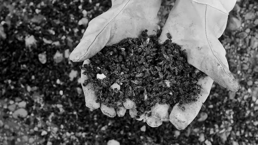 Córdoba: mueren repentinamente 72 millones de abejas