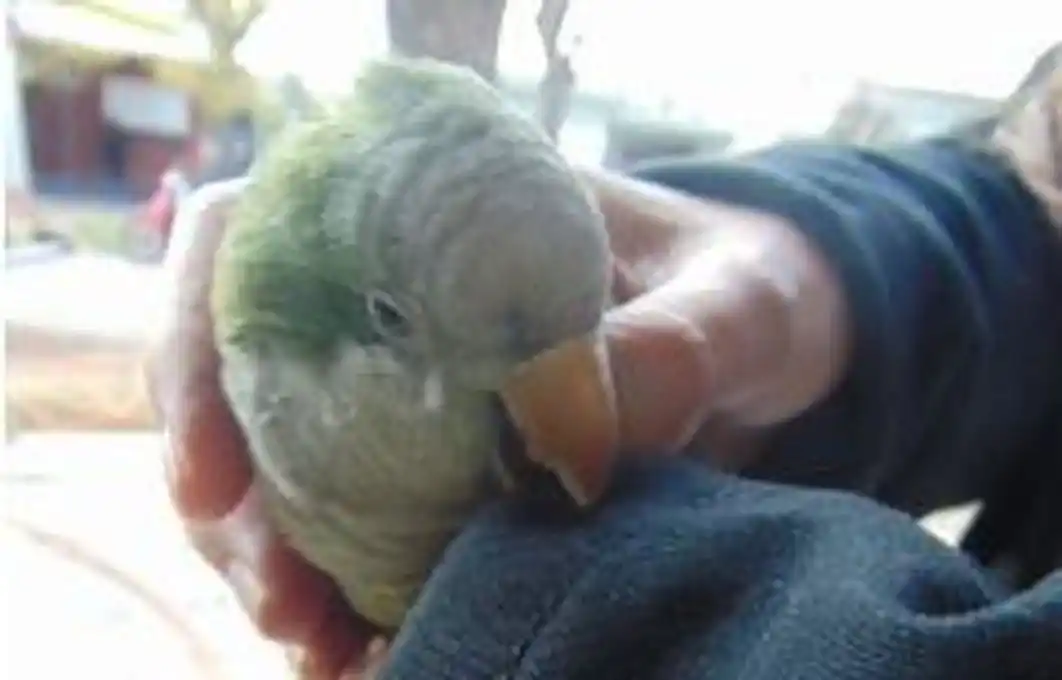 Bomberos santafesinos salvaron a una cotorra en un incendio