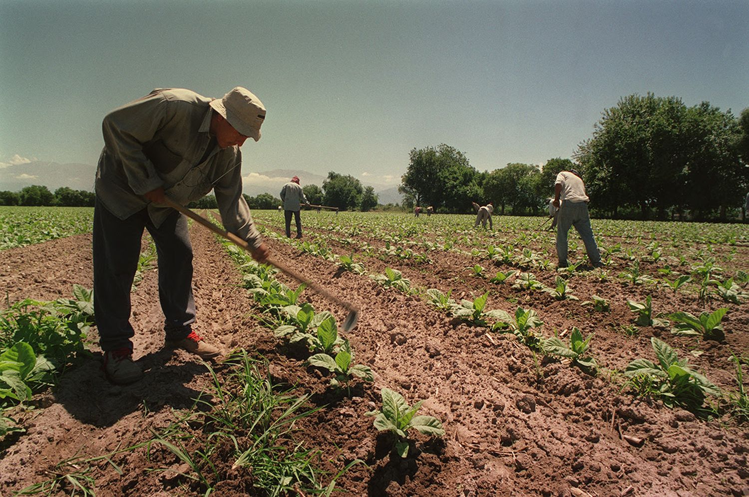 Aumenta la prestación por desempleo para trabajadores rurales