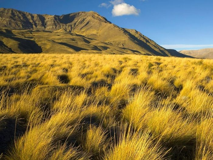 Pastizales y sabanas: la defensa natural del planeta contra la sequía