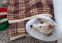 Solicitan ayuda para solventar los gastos de internación de un perro rescatado